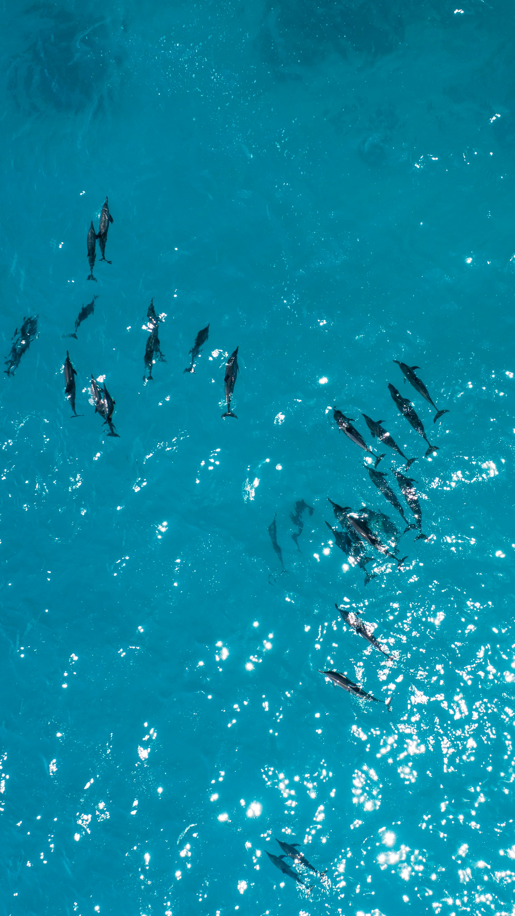 aerial photography of black dolphins