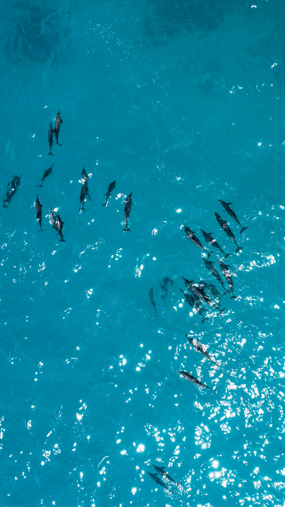 Photographie aérienne de dauphins noirs