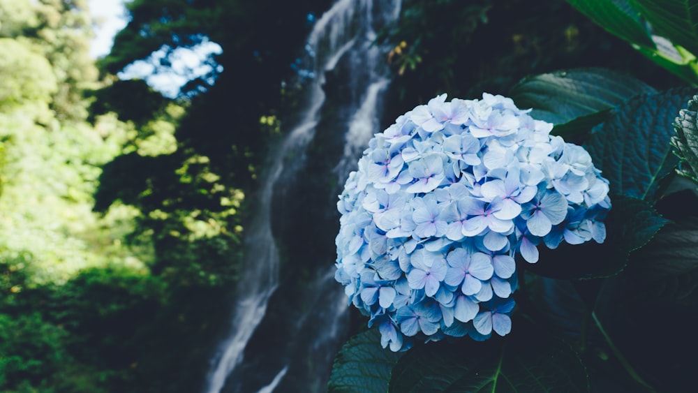 昼間の滝近くの白い花の浅い焦点撮影