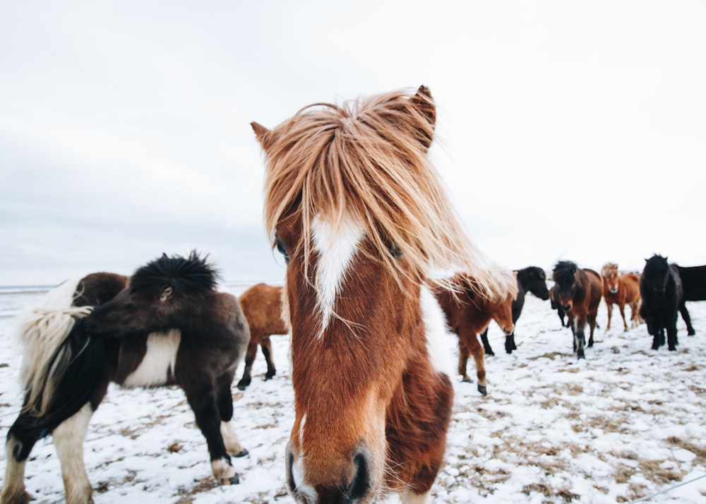 herd of horse on snow field