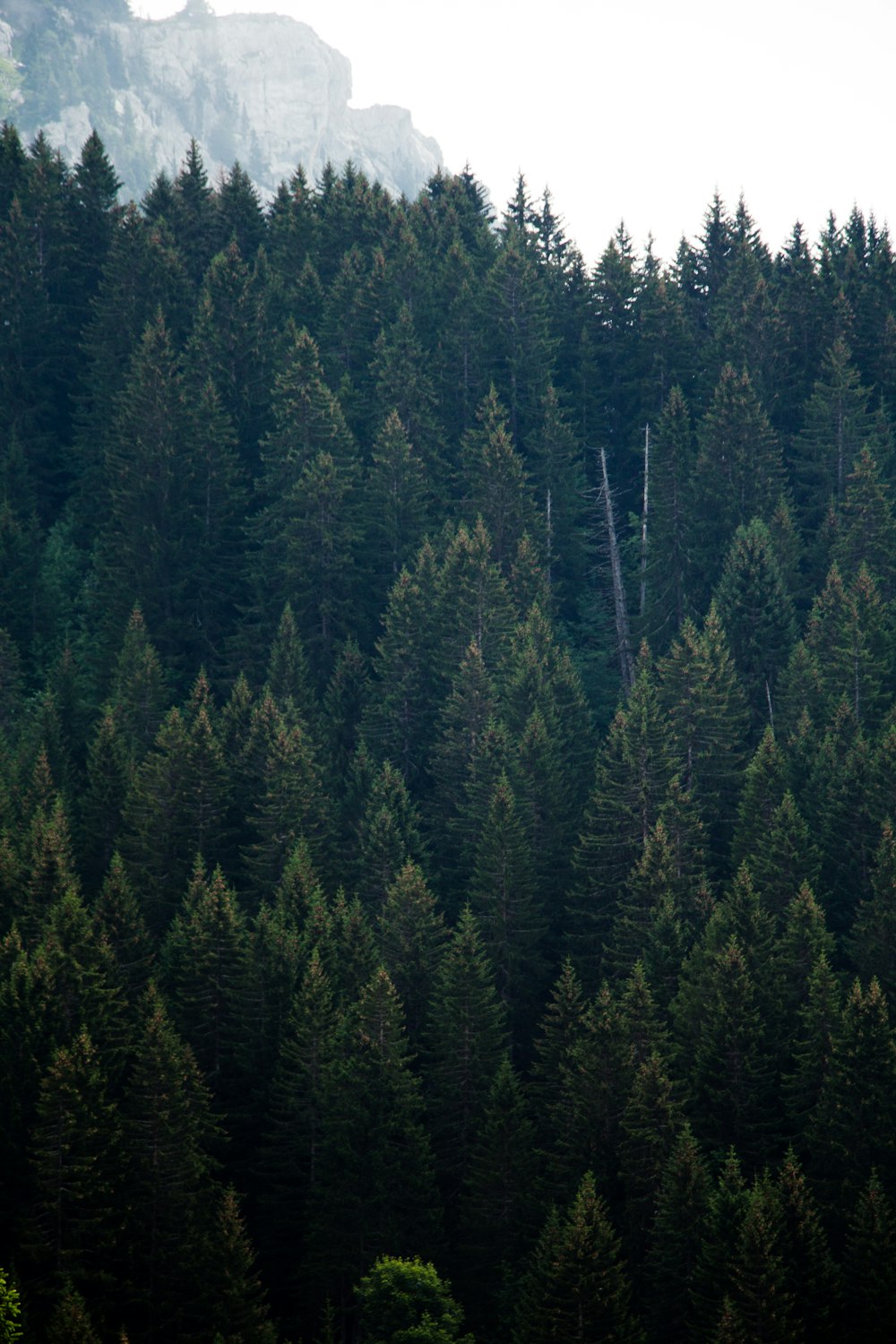 Photographie à vol d’oiseau de la forêt