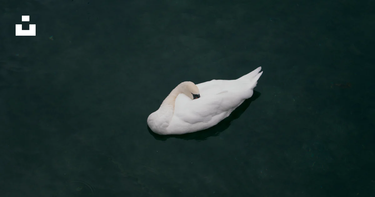 Swam Photo Example Swam on lake photo – Free Geneva Image on Unsplash