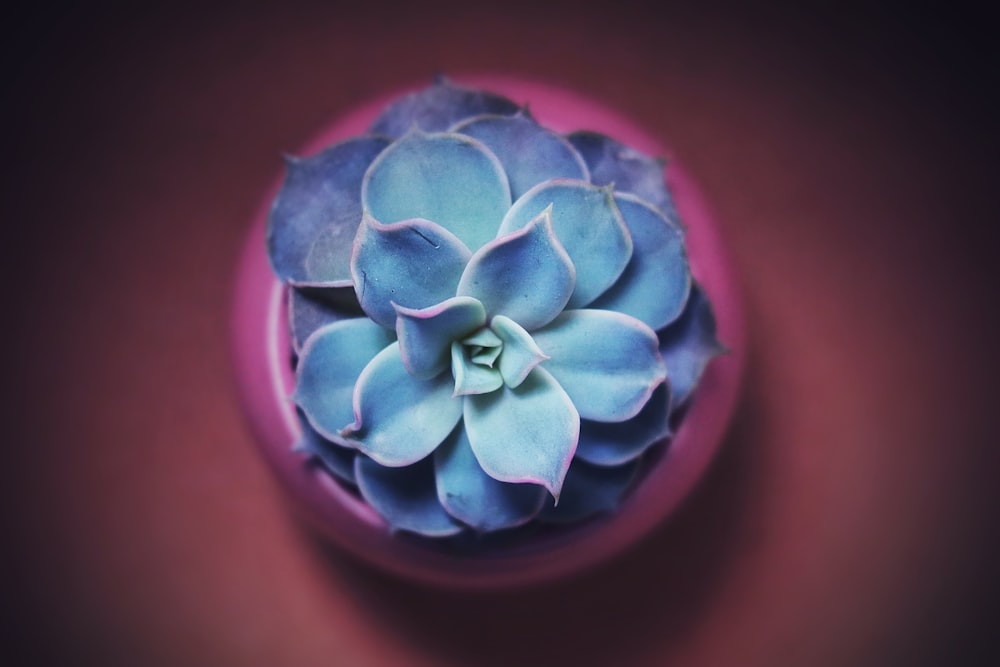 photo of succulent plant