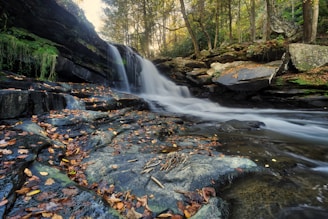 river surrounded by trees