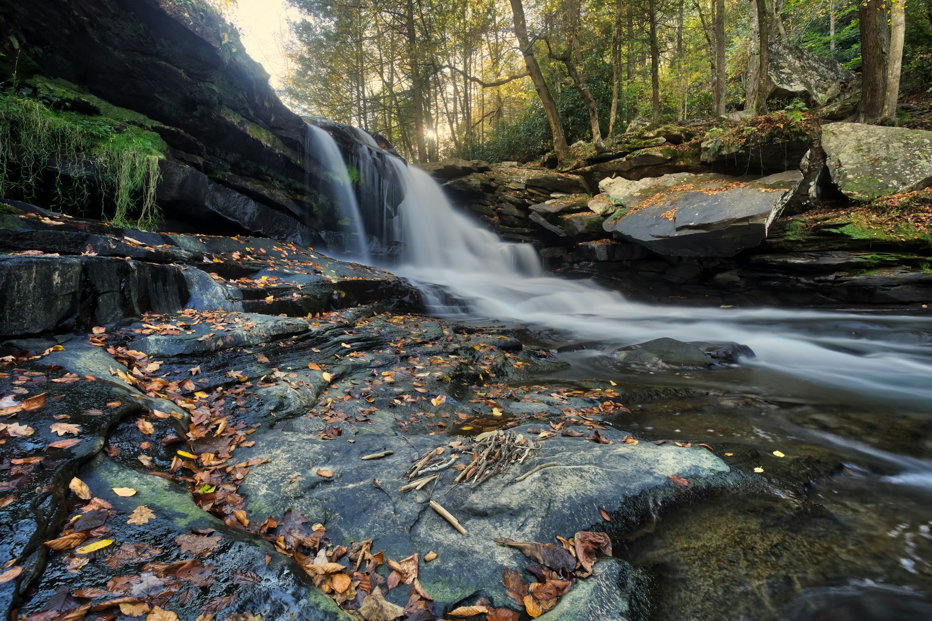 river surrounded by trees