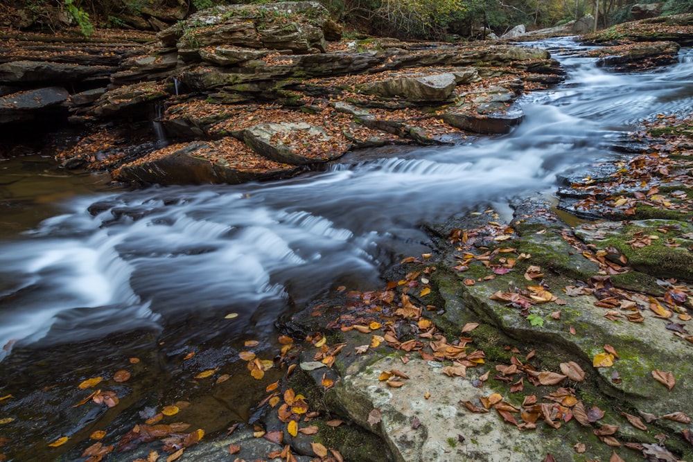 forest stream