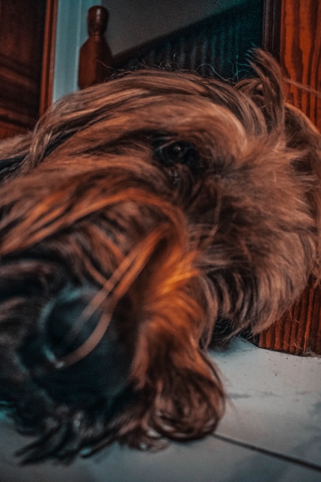 Close-up of a pet-friendly floor cleaner bottle next to a happy dog lying on a clean floor.