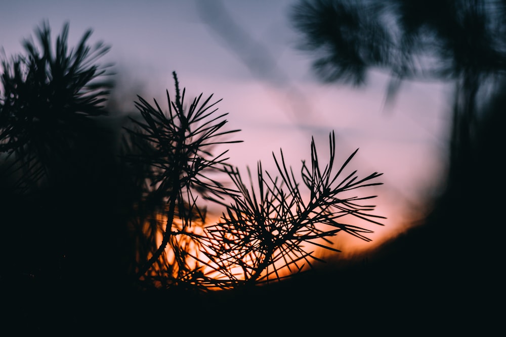 silhouette of plant during golden hour