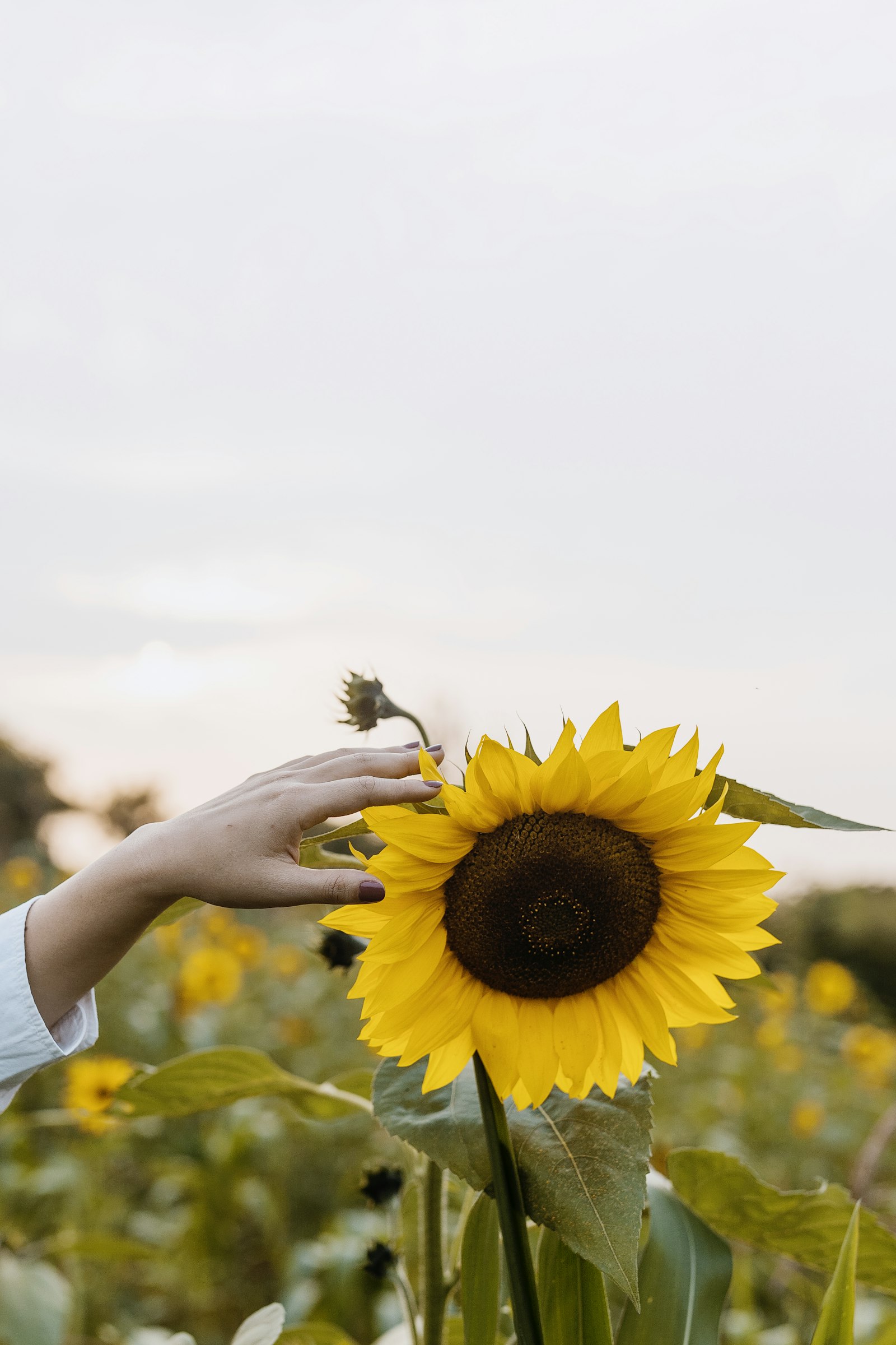 Canon EOS-1D X Mark II + Sigma 50mm F1.4 EX DG HSM sample photo. Person holding sunflower photography