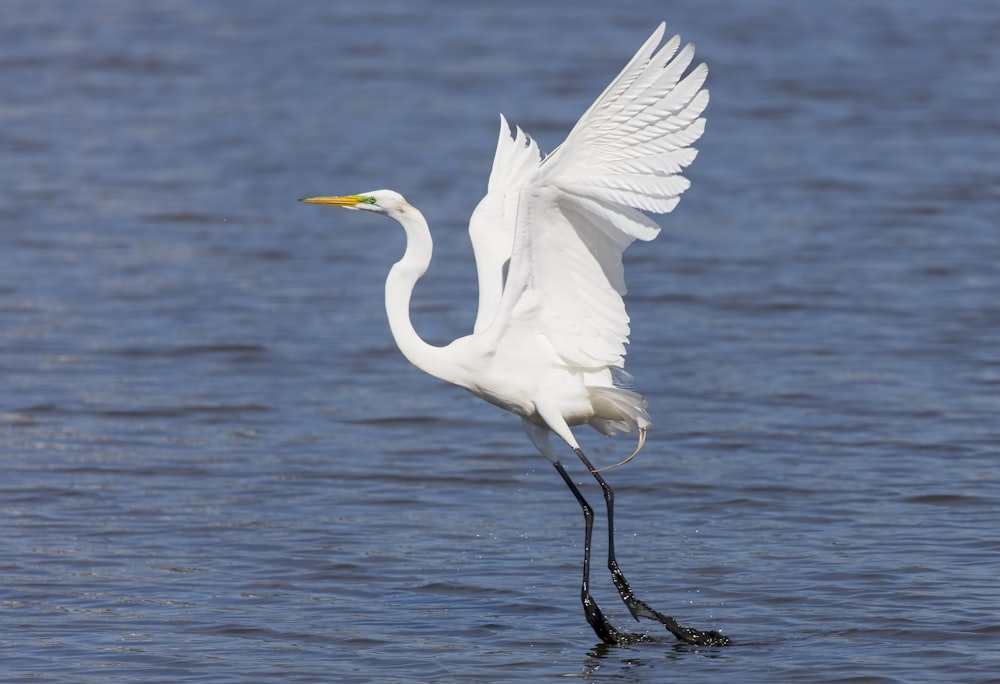 白と黄色の鳥