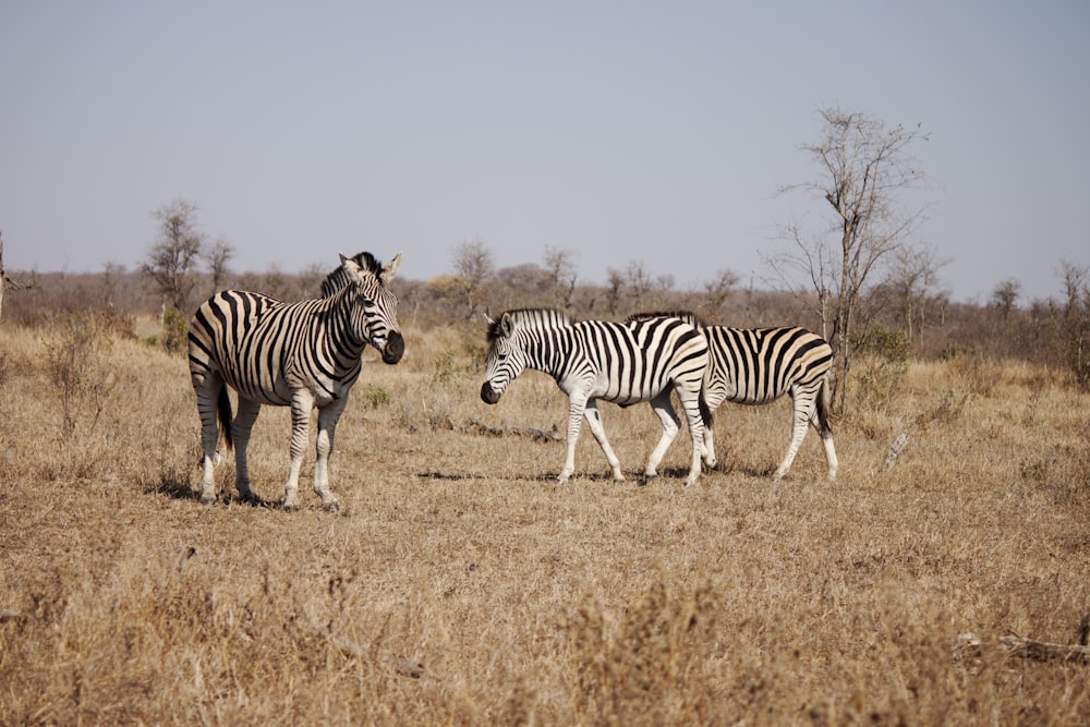 three zebras on brown grass field under clear blue sky photo