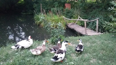 Children playing near a small pond with ducks, framed by lush trees and rustic huts.