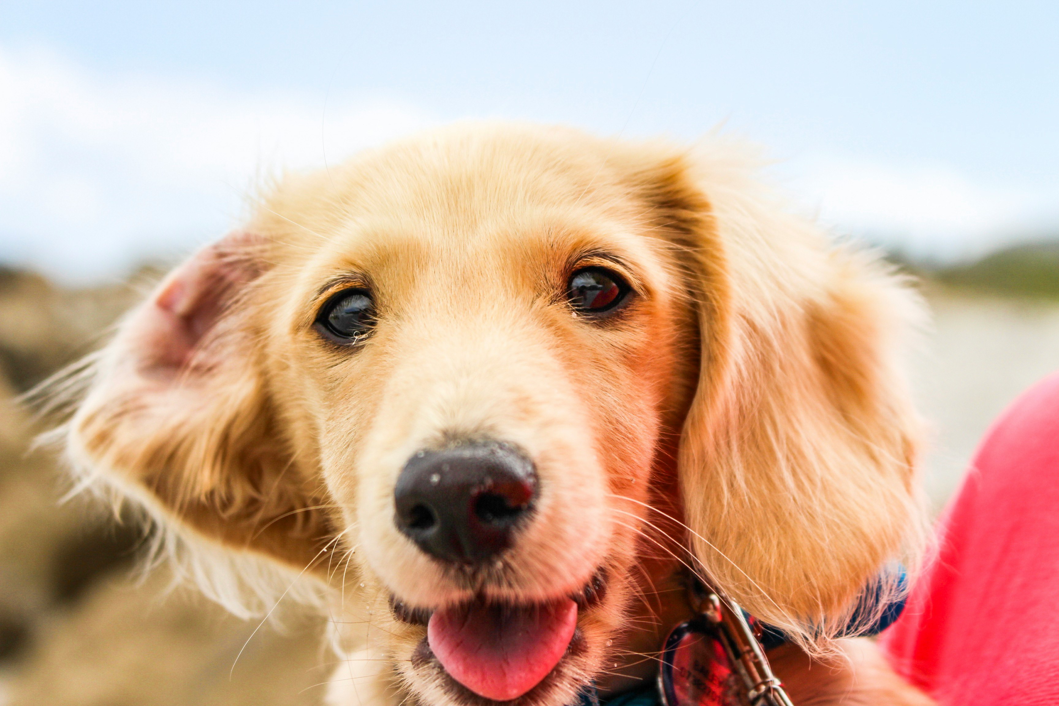 smooth-coated brown puppy