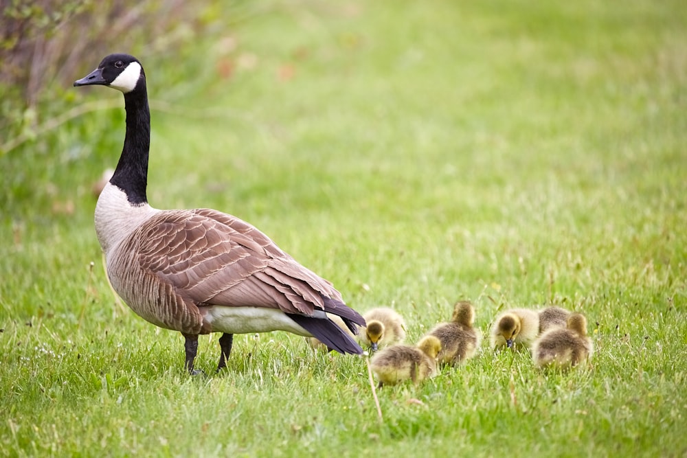 black and brown Canadian Goose with ducklings