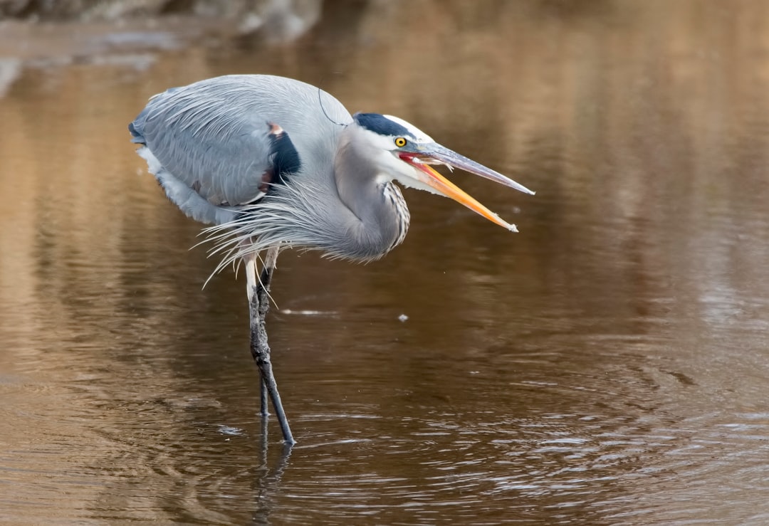 gray bird on body of water during daytime