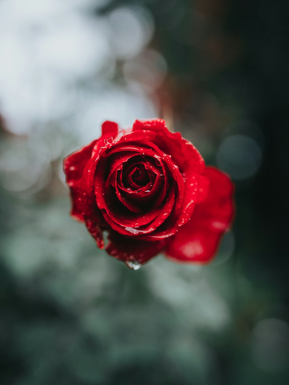 Rosa roja en fotografía de enfoque selectivo