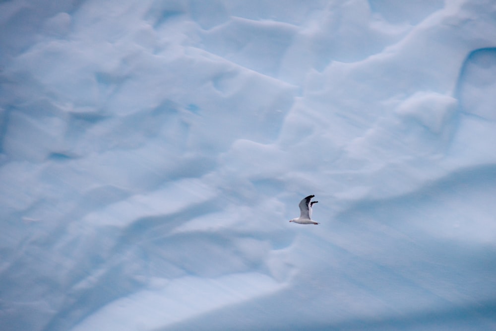 aerial photography of flying gull at daytime