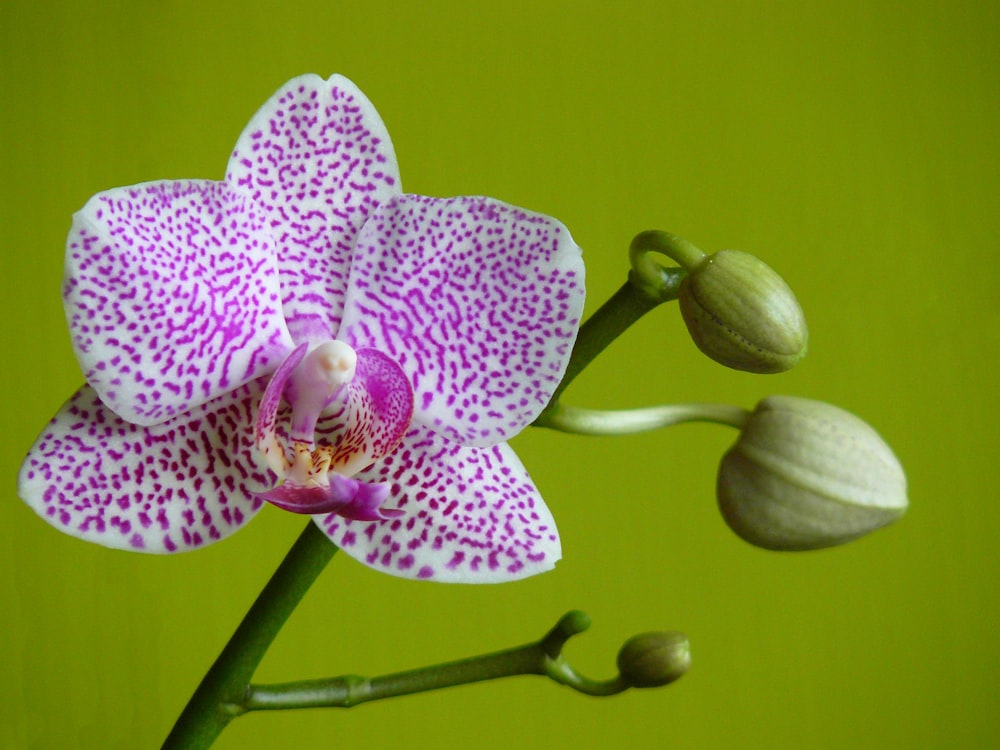 pink and white 5-petal flower