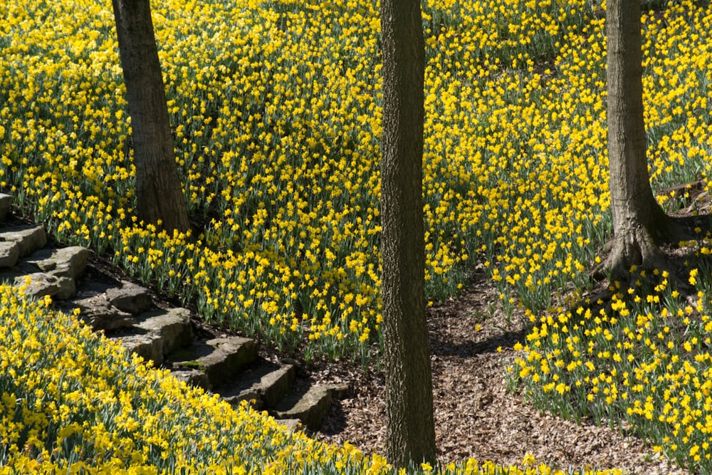 daffodil fields and trees