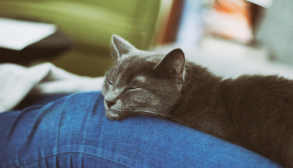 Kurzpelzige schwarze Katze, die auf blauer Jeanshose schläft