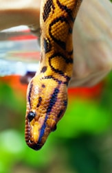 A close-up view of a snake being held by a person, displaying its intricately patterned scales and shiny, beady eyes. The background is blurred with green and red hues, suggesting an outdoor setting.