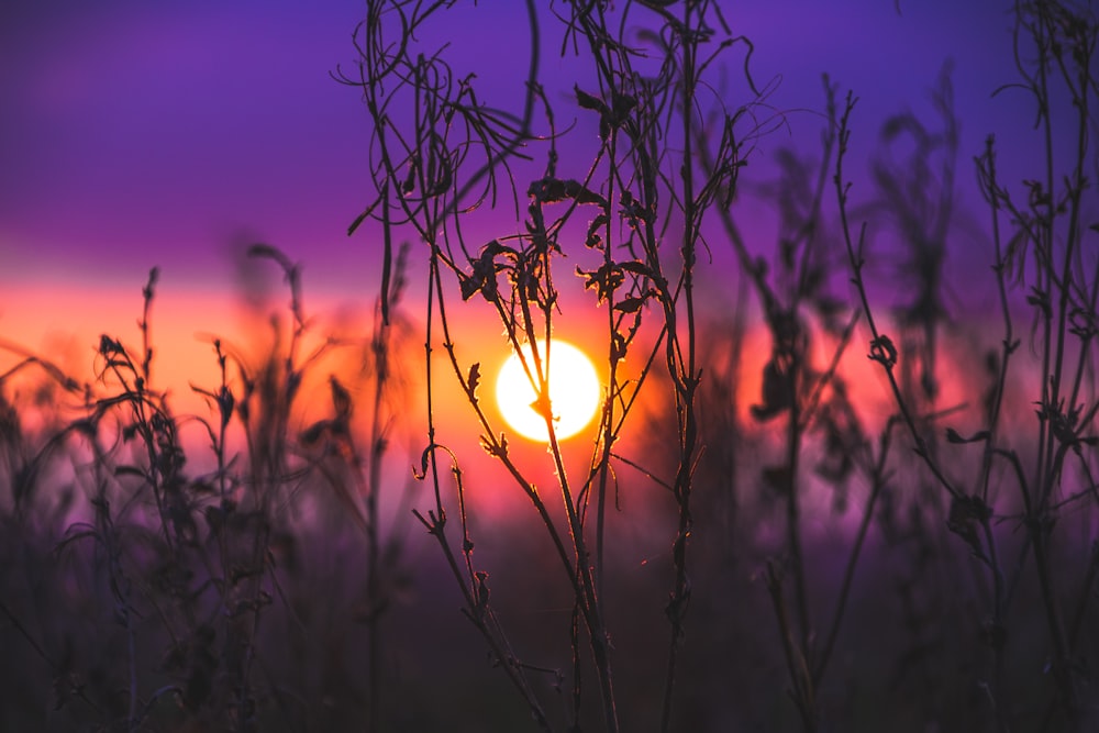 Selektive Fokusfotografie von grünen Blattpflanzen