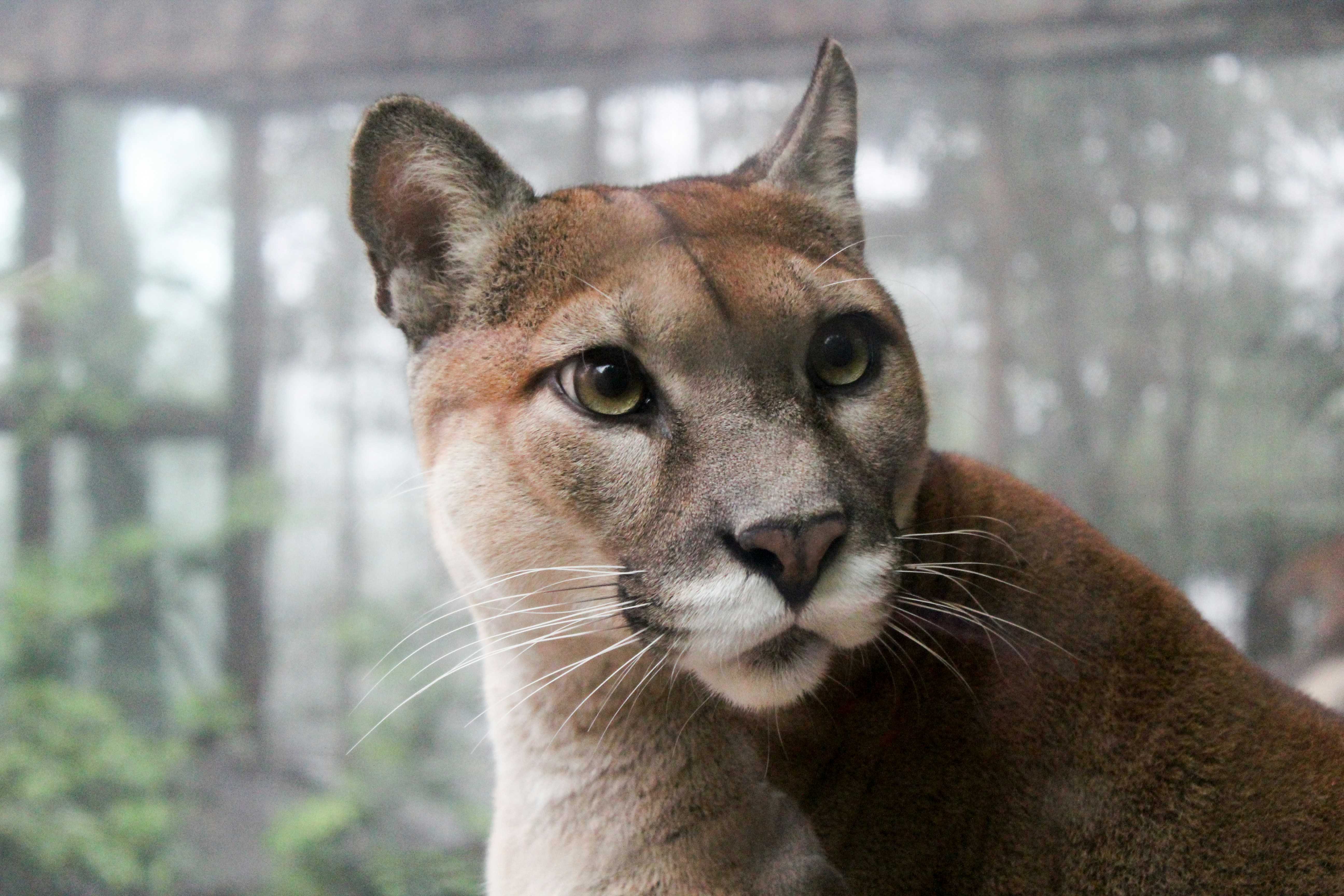 picture of a puma cat