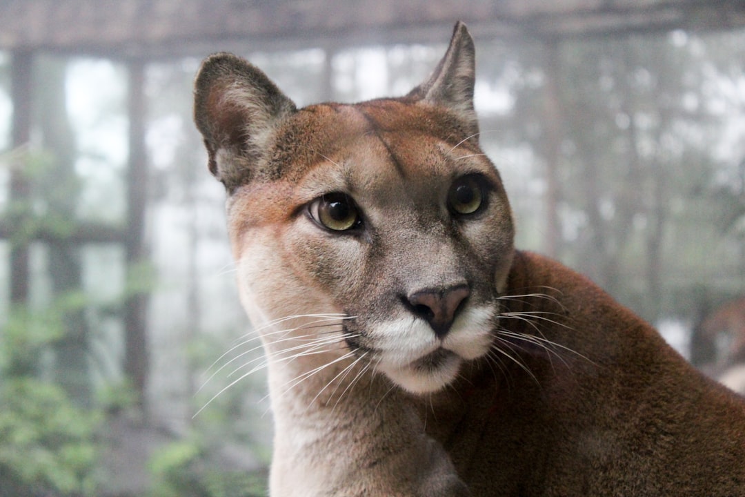 Young Mountain Lion Spotted in Russian Hill and Embarcadero This Week  Captured Near Oracle Park