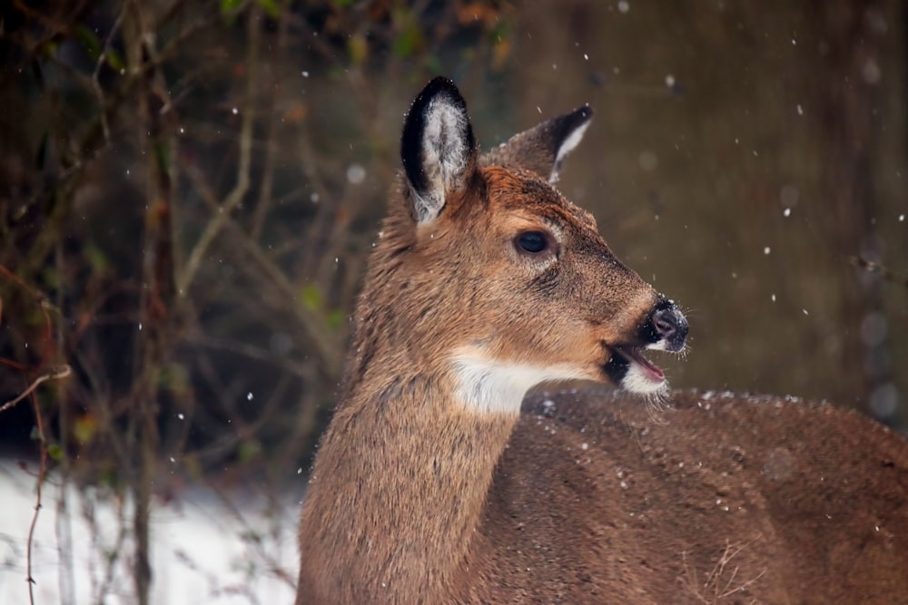 reindeer near tree at daytime