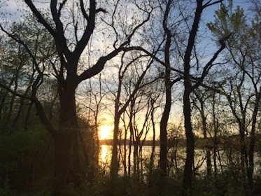 A serene view of the Sundarbans mangrove forest at sunset.