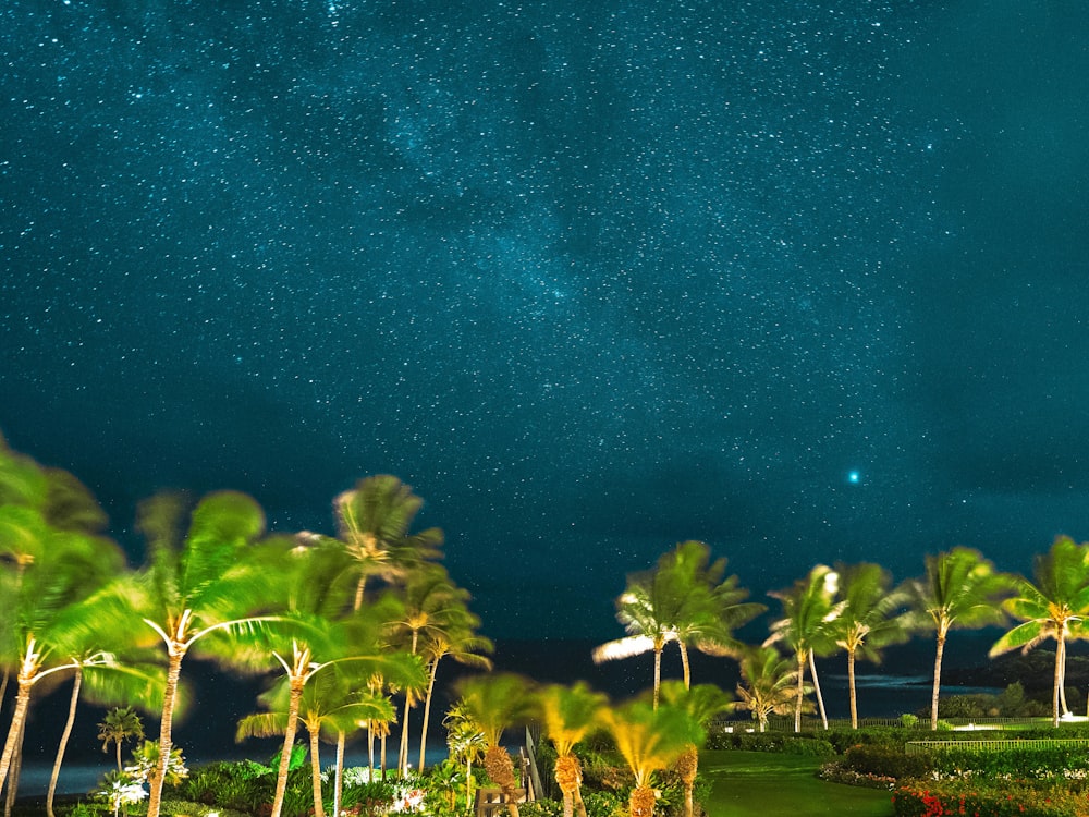 photo of green coconut trees