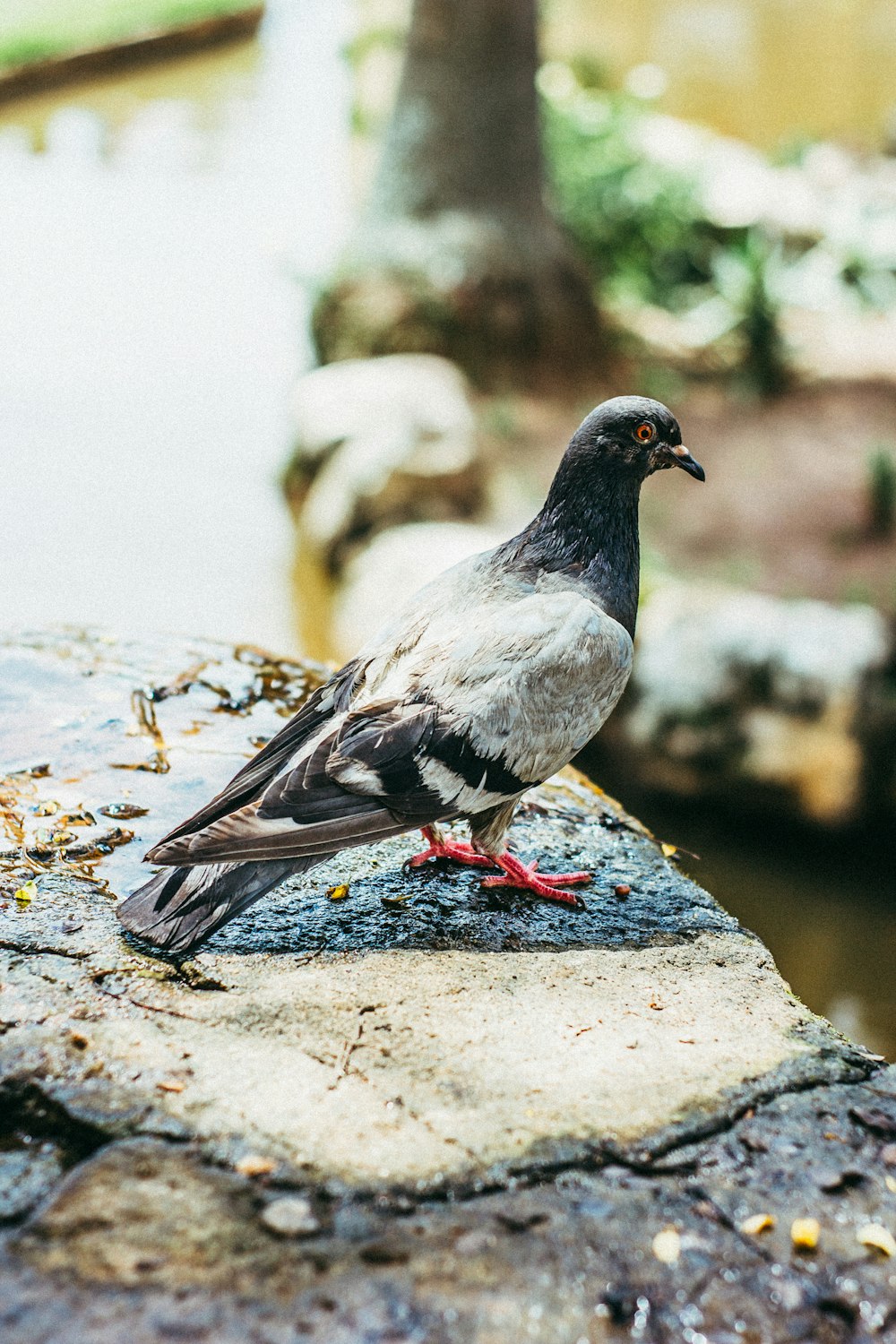 white and black pigeon on gray concrete rack