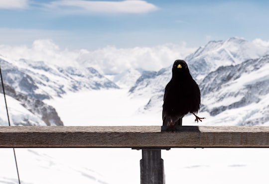 bird on handrail during daytime in Jungfraujoch Switzerland