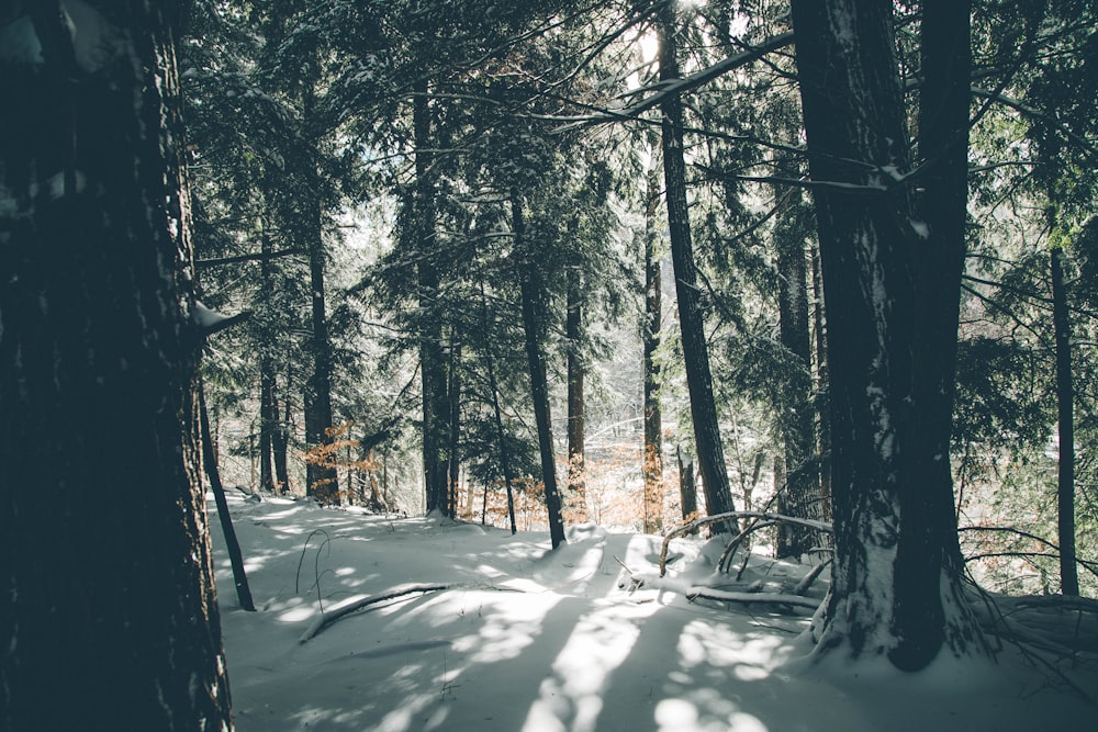 árvores e neve