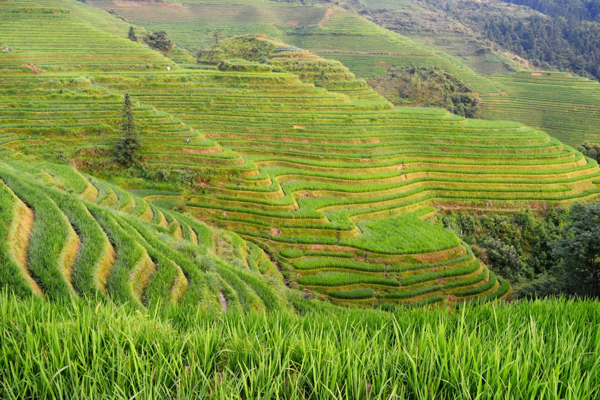 Banaue Rice Terraces, Philippines — lush green mountains