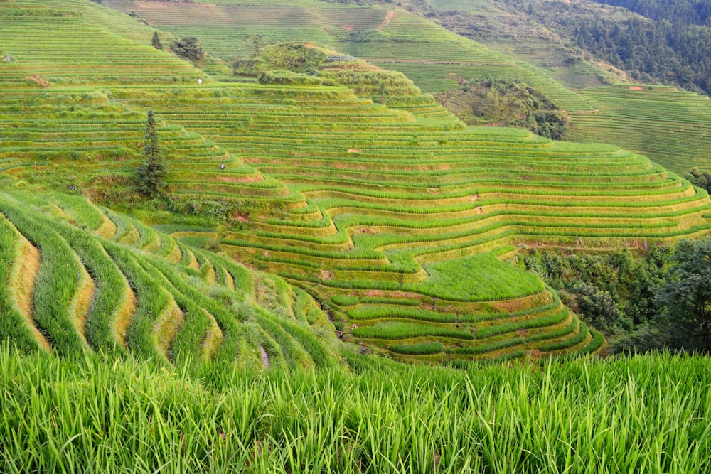 Banaue Rice Terraces, Philippines