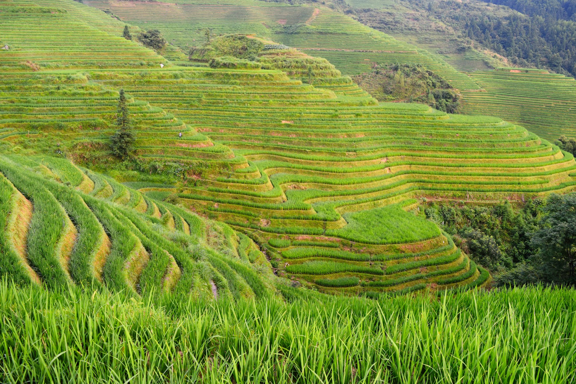Banaue rice terraces in the Philippines — lush green steps carved into mountain slopes