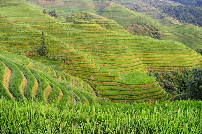 Banaue Rice Terraces