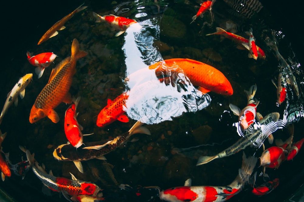 red and orange fish lot