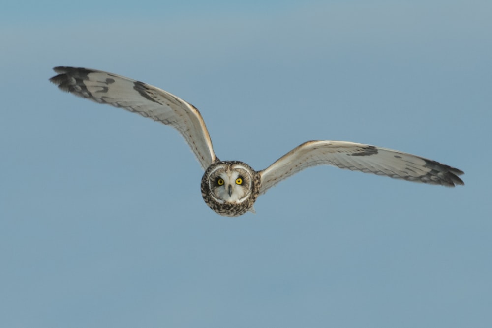 Lechuza blanca y negra volando durante el día