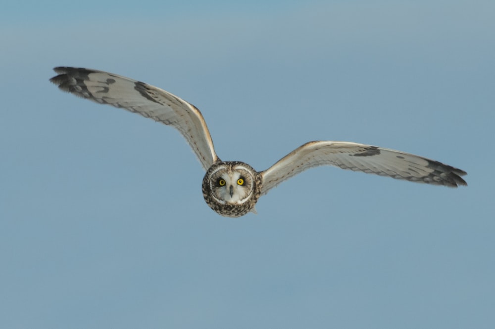 flying white and black barn owl during daytime