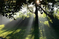 Soft rays of sunlight filtering through trees, symbolizing hope and divine guidance.