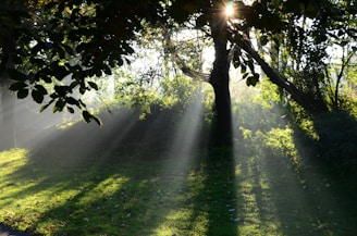 Soft rays of sunlight filtering through trees, symbolizing hope and divine guidance.