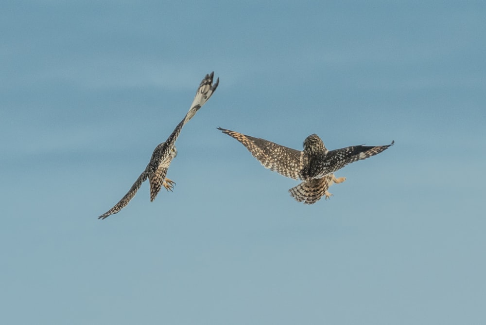 two birds flying during daytime