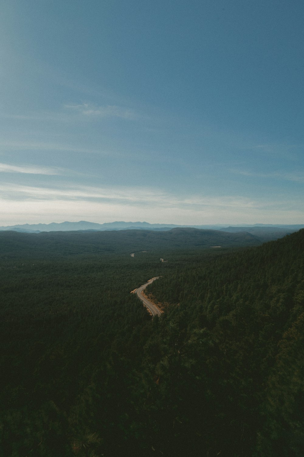 route entourée d’arbres