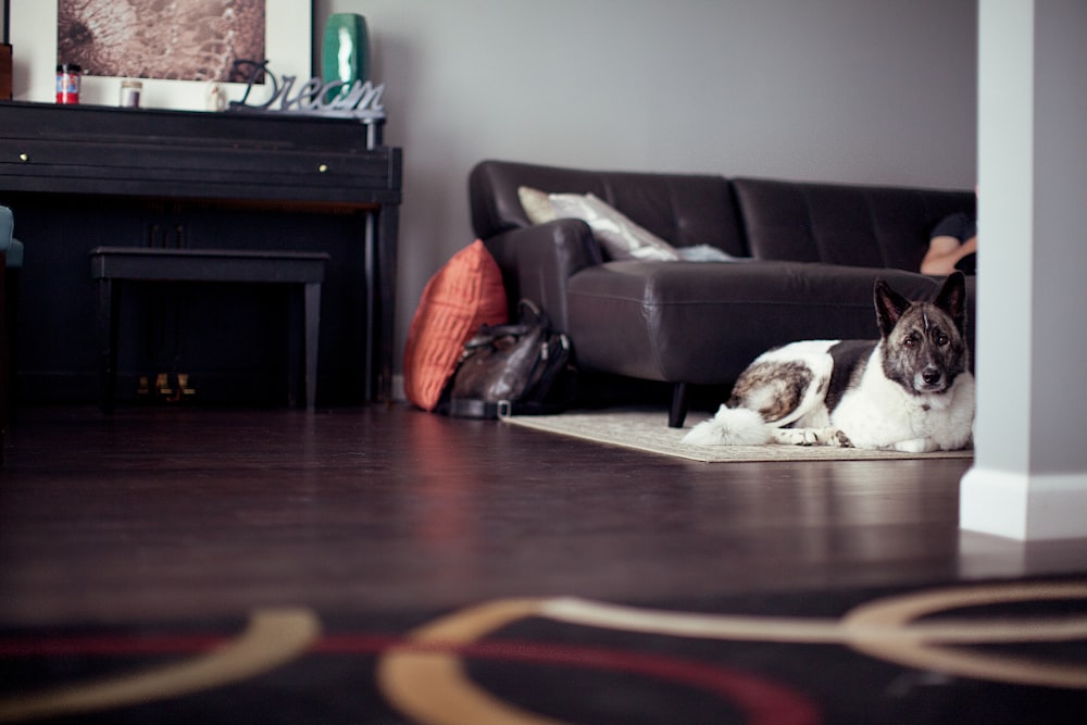 dog on mat near sofa bed