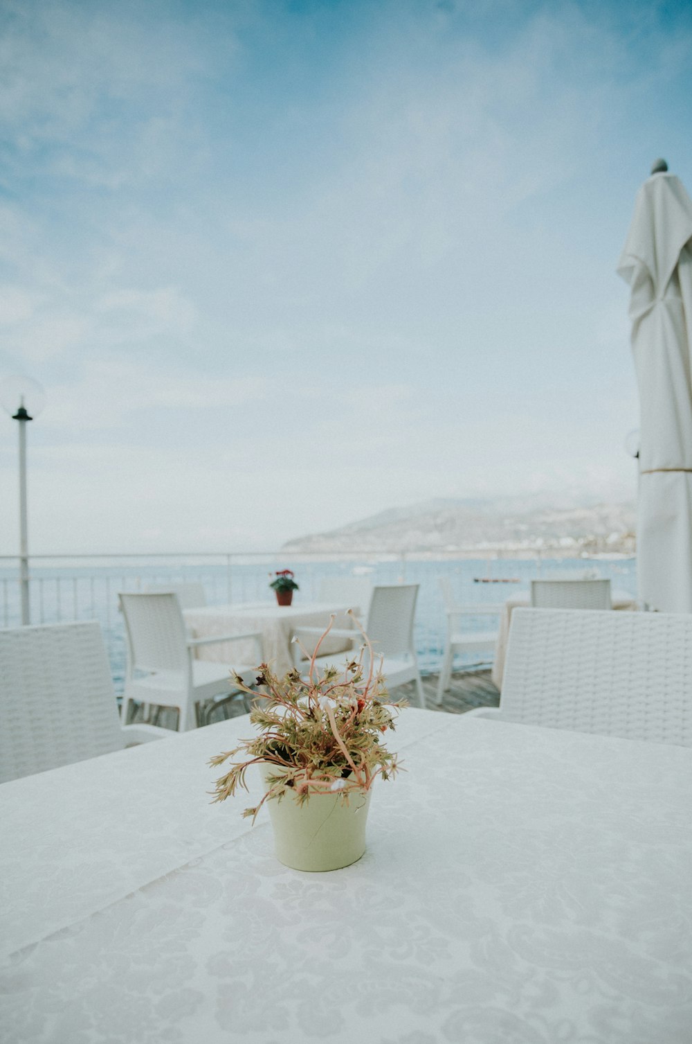 green plant in brown pot on table with white cloth under cloudy sky