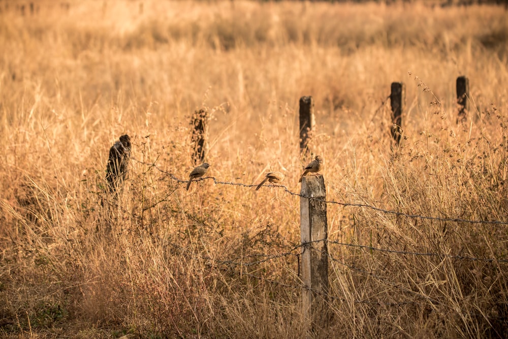 black bird on gray concrete stand and barbwire during day time