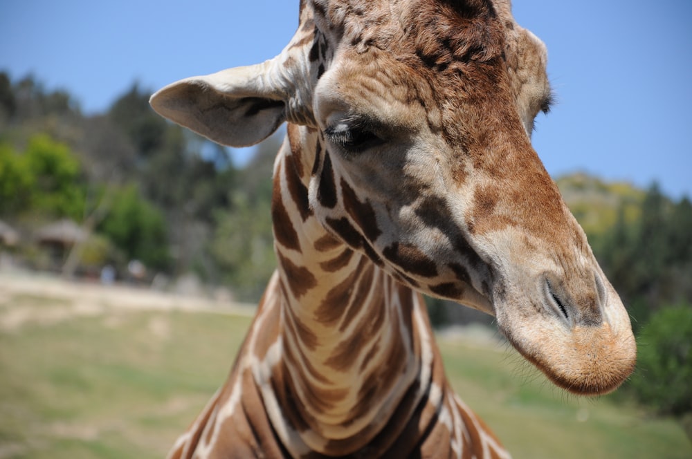 brown giraffe selective focus photography