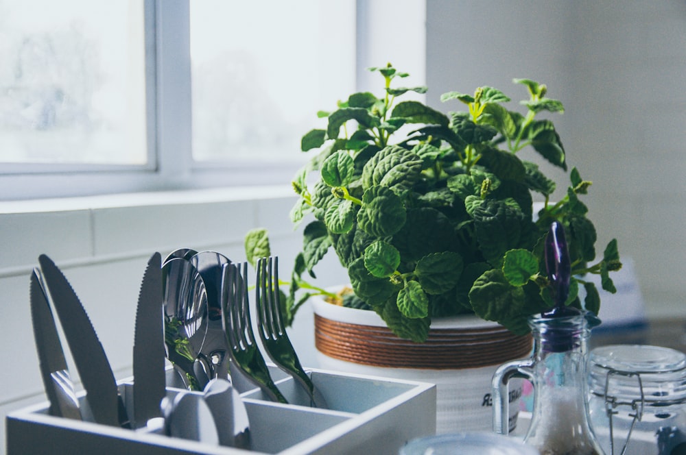 plante à feuilles vertes pendant la journée